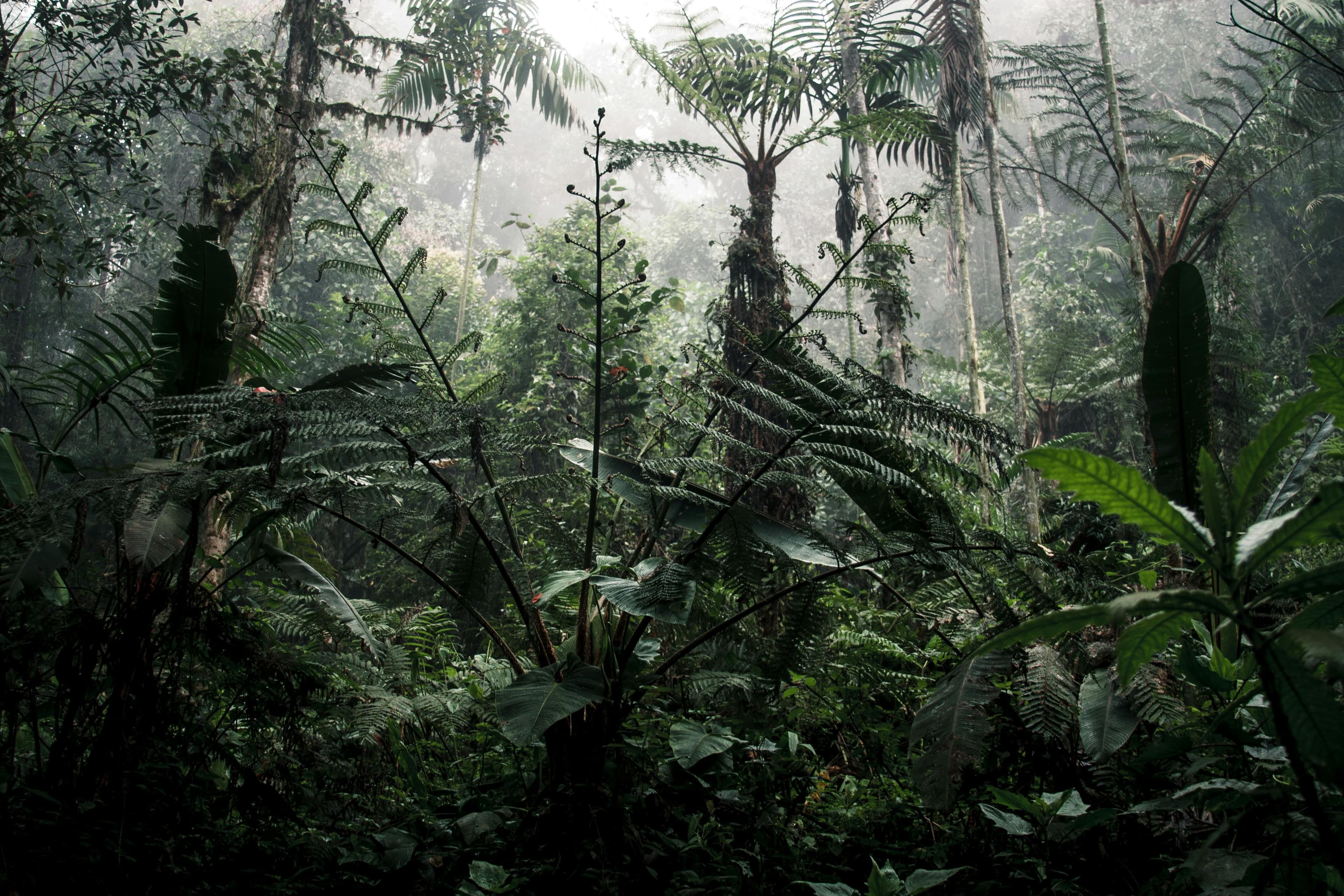 Ecuadorian landscape with mountains and forest